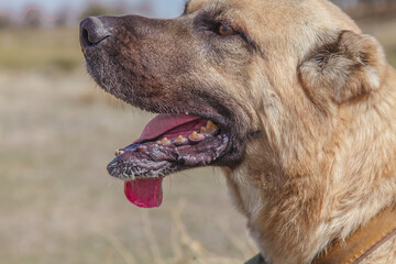 A large dog with its tongue hanging out. The dog is paralyzed after an accident.