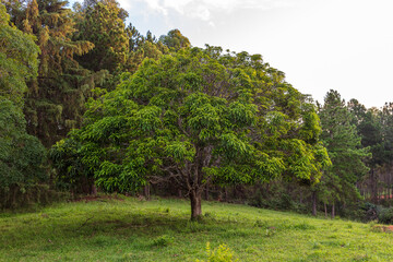 Beautiful mango tree on a farm in the interior of Minas Gerais. Mango tree with green leaves and grassy ground.