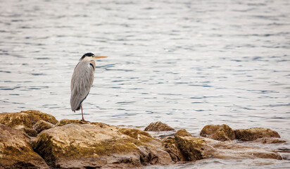 great blue heron ardea cinerea in the middle of a lake standing on stones