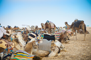 Arabian camels or Dromedary also called a one-humped camel in the Sahara Desert