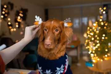 Adorable dog toller wearing christmas suit, posing at home on holidays - obrazy, fototapety, plakaty