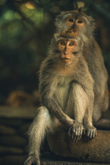 Fototapeta premium monkey forest 