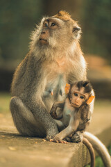 monkey forest 