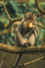 monkey forest 