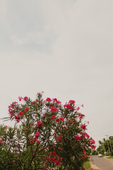 landscape of flowering tree with pink flowers