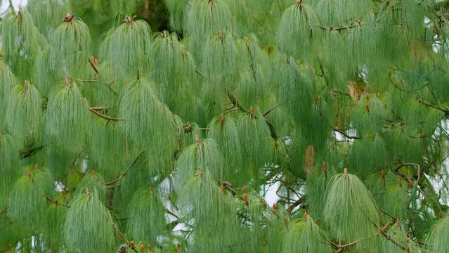 Tropical Eastern White Pine Trees. Pinus Wallichiana. Pinus Armandii Franch.