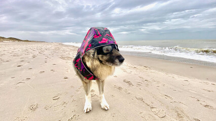 Xuma @ the beach of Sylt