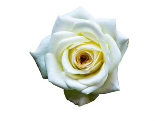 Weiße Rose isoliert auf weißen Hintergrund, Freisteller