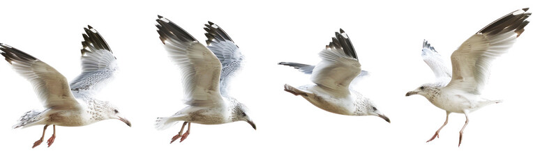 Seagull flying in different poses on transparent background