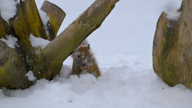 Squirrels in our yard, here in Windsor in Upstate NY, during a January Snow Storm.  Winter in Broome County is a struggle for the Animals too.