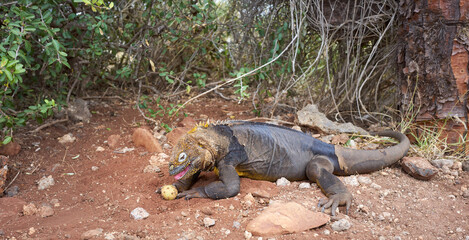 Galapagos land iguana eating the fruit of an Opuntia echios, Galapagos Island, Ecuador.