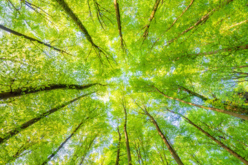 A great view up into the trees direction sky in may, Germany