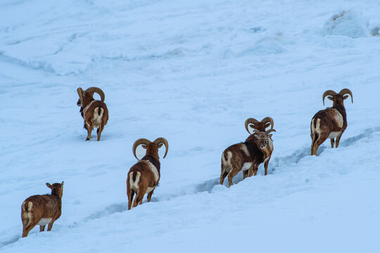 Muffelwild im Winter