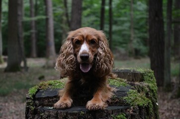 Cocker Spaniel