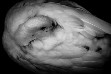 White duck resting, artistic closeup in black and white, Wales, UK