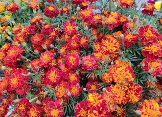 Tagetes patula, the French marigold, is a species of flowering plant in the family Asteraceae, native to Mexico and Guatemala. It is widely cultivated as an easily grown bedding plant. 