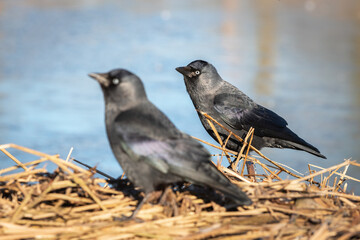 Two western jackdaw (Corvus monedula) sitting on a dry reed near a frozen lake