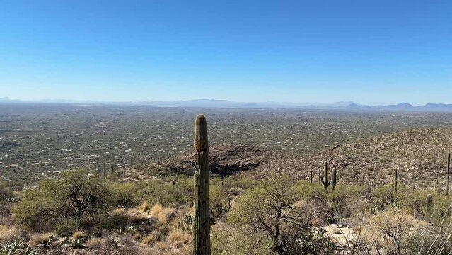 Saguaro cactus along the Catalina Highway to Mount Lemmon in Tucson Arizona