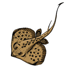Stingray fish sketch hand drawn color engraving vector illustration. Scratch board style imitation. Hand drawn image.