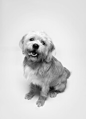 Scruffy Dog Portrait In Black & White