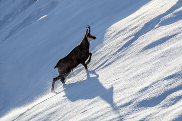 Alpine chamois (Rupicapra rupicapra) climbing a steep snowy slope on a windy winter day in the Alps Mountains, Italy.