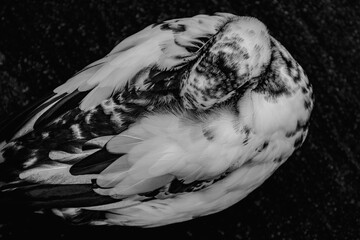 Taken in Wales, Colwyn Bay, Winter. Speckle duck