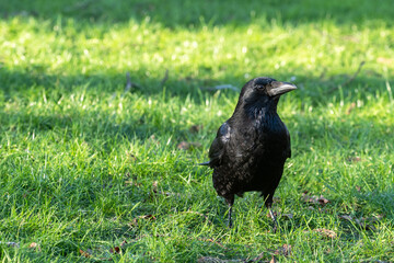 Frontal portrait of an adult black crow (Corvus corone) sitting on the green grass