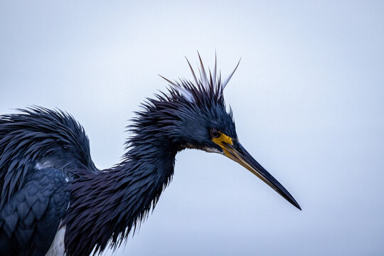 Tricolered Heron