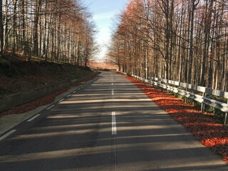 Lights and shadows on an empty road surrounded by forest of bare trees in autumn