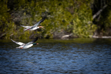 Unbelievably skittish, I have far more photos of Common Mergansers flying away from me than I do swimming toward me!
