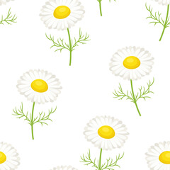 Botanical background with white daisies. Vector seamless pattern with summer wildflowers. Cartoon flat illustration.