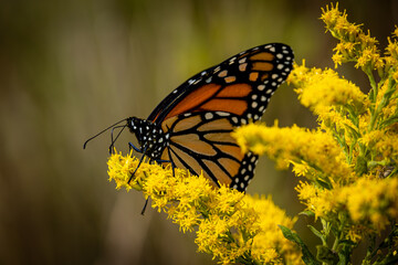 Fototapeta premium Monarch Butterfly
