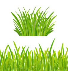 green grass. Grass bushes of different shapes. Hand drawn grass. Green grass, clover, wheat ears .Eps 10