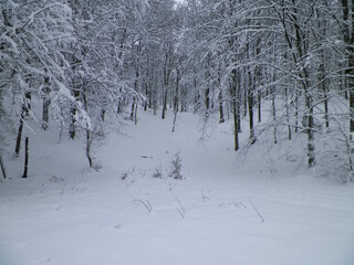 Snowy forest in Wiezyca Region. Kashubia Northern Poland.