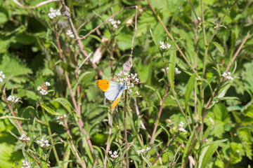 An Aurora butterfly on grasses between green nettles on a sunny spring day in the riparian forest on the banks of the Danube river