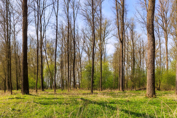 Swampy alluvial forest at the confluence of the Lech and the Danube near Marxheim in Bavaria on a sunny spring day