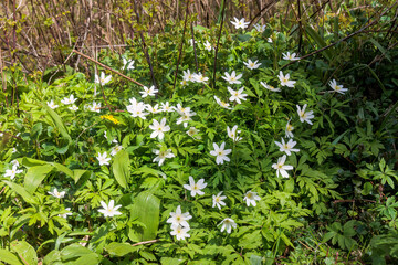 Anemones bloom in spring in the sparse alluvial forest where the Lech flows into the Danube near...