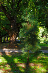 Jungpflanze einer Waldkiefer