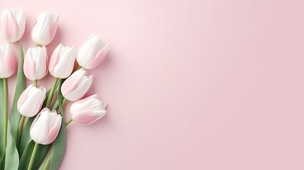 bouquet of white and pink tulips on an isolated pastel background with copyspace, a composition in a minimalist modern style.