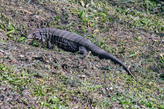 Image of a Tei&uacute; lizard in natural habitat, Minas Gerais, Brasil
