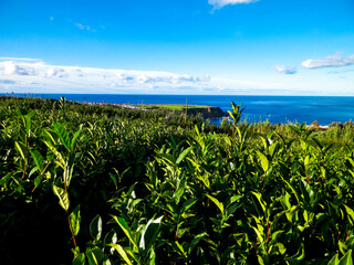 Landscape of tea plantation in Porto Formoso