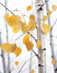 Papier Peint photo Bouleau a tree with yellow leaves