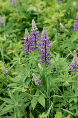 Lupines 