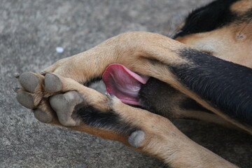 Dog licking his legs with tonque