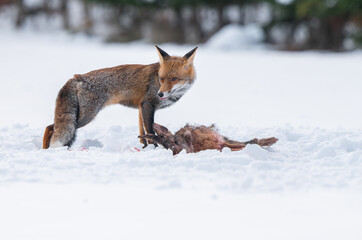 The red fox with her prey caught hare in winter scenery
