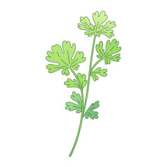 Green sprig of parsley, shoot, branch. Vector illustration of kitchen herbs Isolated on a white background. Perfect for eco, vegan, organic and farm fresh food product branding.