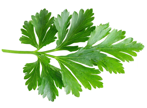 Parsley leaves isolated on white background