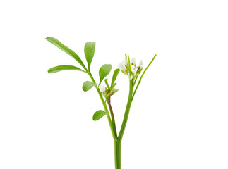 Fototapeta na wymiar Wavy bitter-cress plant isolated on white background, Cardamine flexuosa