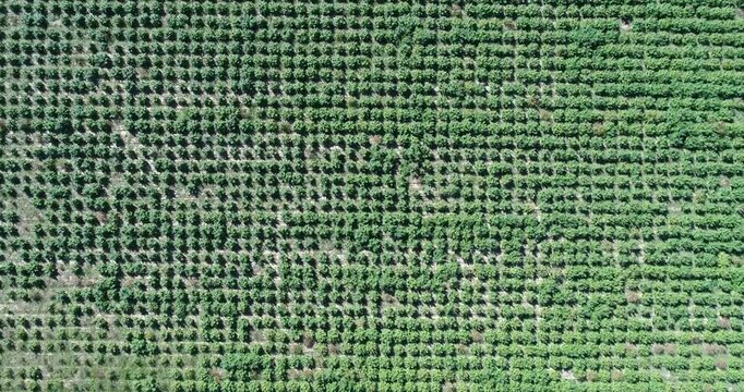 Drone Descending into a Hemp Field