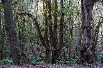 Garajonay National Park with with the world's largest, ancient laurel forest, on UNESCO list in La Gomera, Canary Islands, Spain